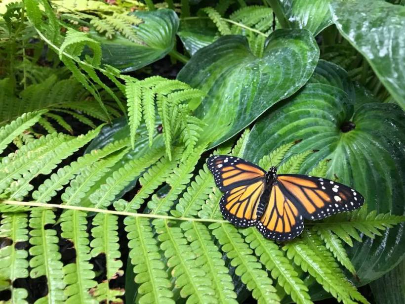 41345298_10217231251958169_1786261320560017408_n